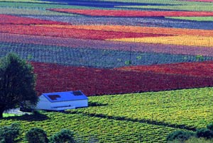 Culinary Tour South Africa- Delicious Expeditions